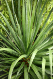 Dracaena draco RCP10-11 033.JPG